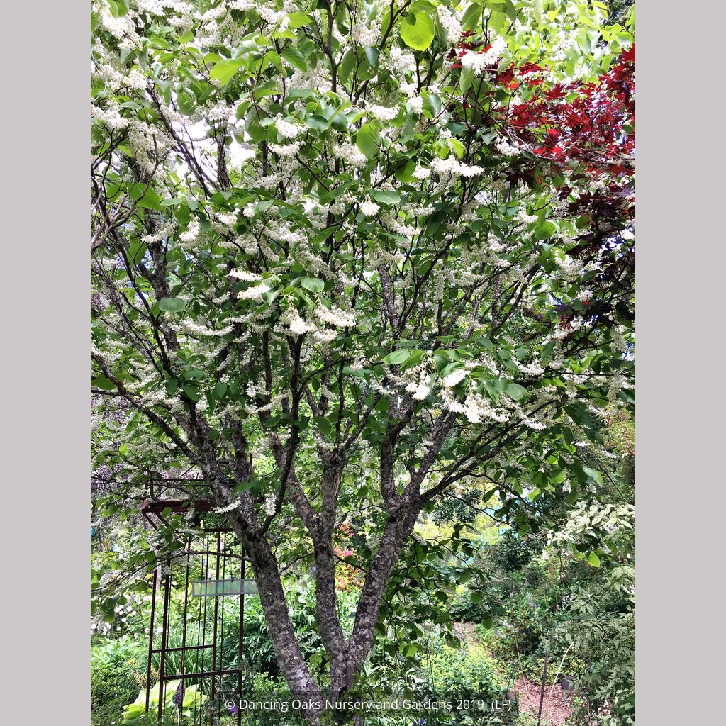 Styrax Obassia Fragrant Snowbell Dancing Oaks Nursery And Gardens 4762