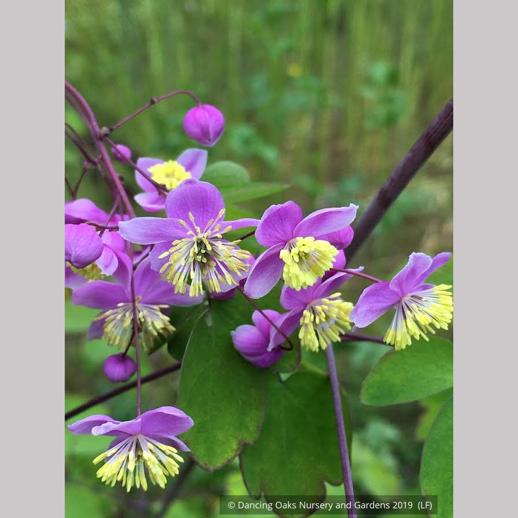 Thalictrum rochebruneanum, Meadow Rue
