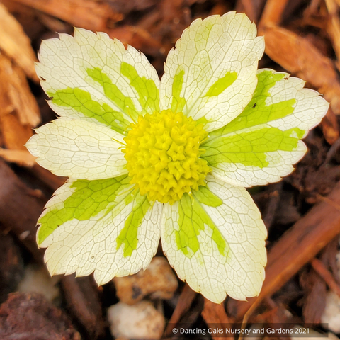  ~ Sanicula epipactis 'Thor' (syn. Hacqueta epipactis 'Thor'), Dwarf Masterwort ~ Dancing Oaks Nursery and Gardens ~ Retail Nursery ~ Mail Order Nursery