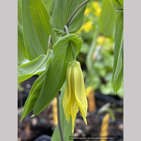  ~ Uvularia perfoliata, Perfoliate Bellwort ~ Dancing Oaks Nursery and Gardens ~ Retail Nursery ~ Mail Order Nursery