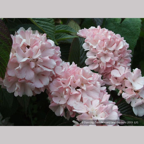  ~ Viburnum plicatum var. plicatum 'Pink Sensation', Pink Snowball Viburnum ~ Dancing Oaks Nursery and Gardens ~ Retail Nursery ~ Mail Order Nursery