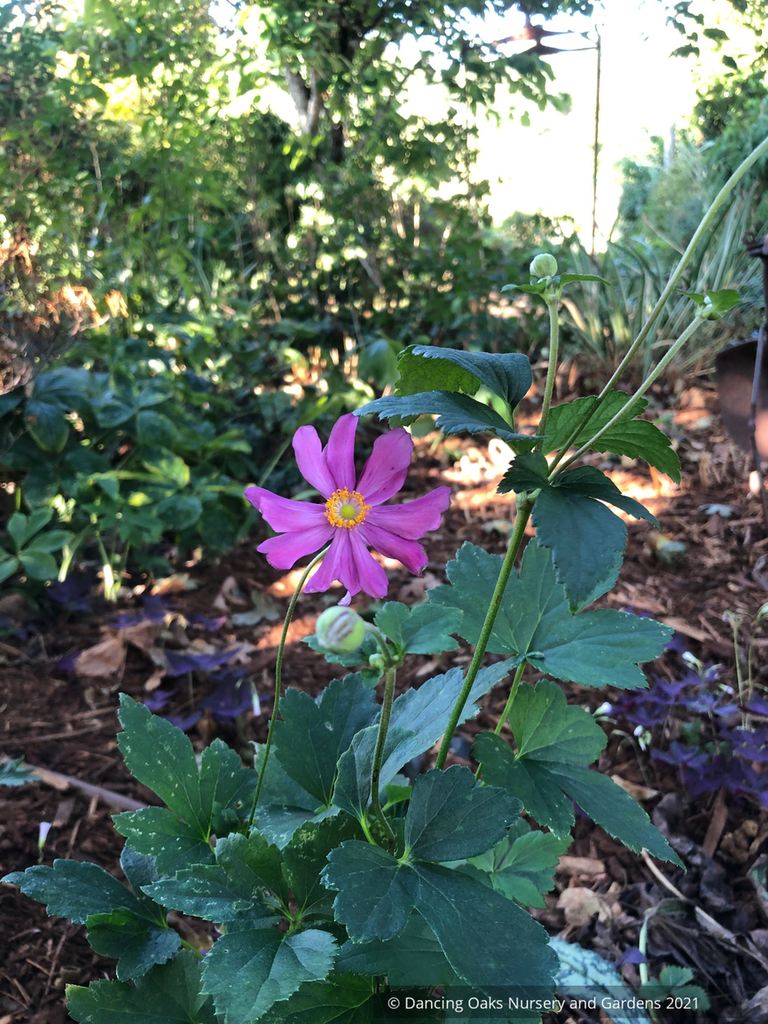 Anemone hupehensis var. japonica 'Pamina' – Dancing Oaks Nursery and Gardens