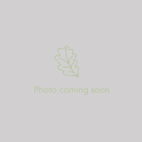  ~ Begonia sp. OJ10 VN140 ~ Dancing Oaks Nursery and Gardens ~ Retail Nursery ~ Mail Order Nursery