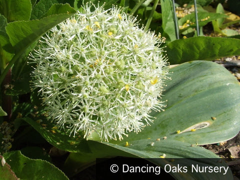  ~ Allium karataviense 'Ivory Queen', Turkestan Onion ~ Dancing Oaks Nursery and Gardens ~ Retail Nursery ~ Mail Order Nursery