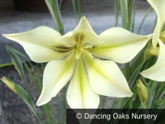 Gladiolus tristus híbridos, Night-Scented Gladiola – Dancing Oaks Nursery and Gardens