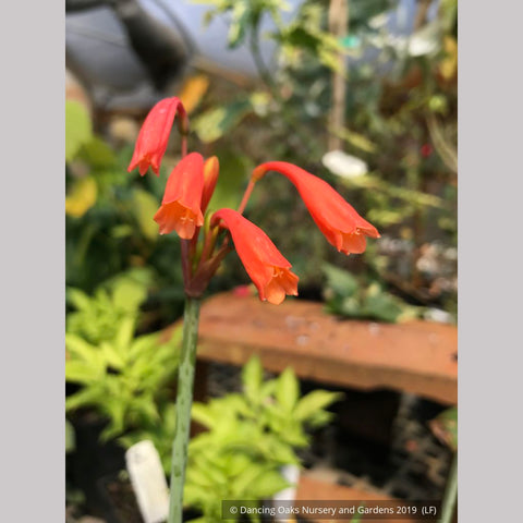  ~ Cyrtanthus brachyscyphus (syn. parviflorus), Dobo Lily ~ Dancing Oaks Nursery and Gardens ~ Retail Nursery ~ Mail Order Nursery