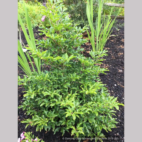 fagus sylvatica dwarf beech european nursery