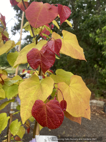  ~ Cercis canadensis Flame Thrower™ PP28627, Eastern Redbud ~ Dancing Oaks Nursery and Gardens ~ Retail Nursery ~ Mail Order Nursery