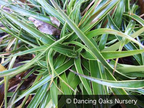  ~ Luzula sylvatica 'Marginata', Variegated Wood Rush ~ Dancing Oaks Nursery and Gardens ~ Retail Nursery ~ Mail Order Nursery