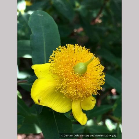  ~ Hypericum frondosum 'Sunburst', Sunburst St. Johnswort ~ Dancing Oaks Nursery and Gardens ~ Retail Nursery ~ Mail Order Nursery