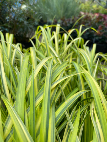  ~ Acorus gramineus 'Ogon', Variegated Sweet Flag ~ Dancing Oaks Nursery and Gardens ~ Retail Nursery ~ Mail Order Nursery