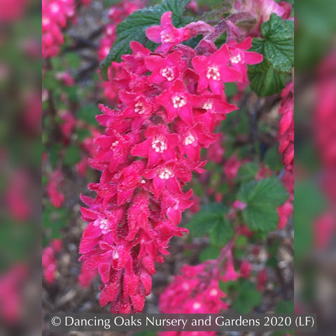  ~ Ribes sanguineum 'Vampire', Flowering Currant, No shipping DE, MA, ME, MI, NC, NH, NJ, OH, RI, VA, WV ~ Dancing Oaks Nursery and Gardens ~ Retail Nursery ~ Mail Order Nursery