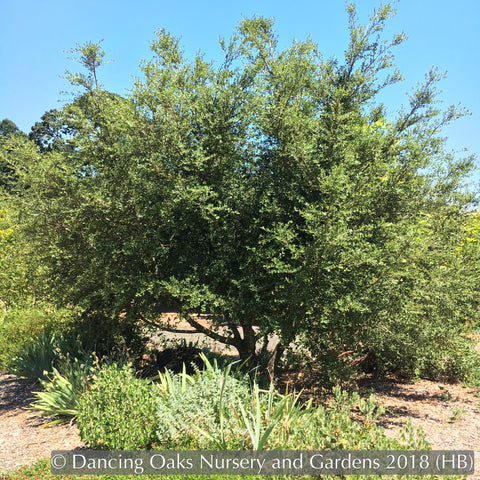  ~ Quercus x wislizenii, Hybrid Interior Live Oak, no shipping to CA ~ Dancing Oaks Nursery and Gardens ~ Retail Nursery ~ Mail Order Nursery