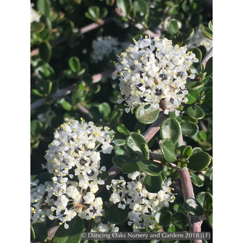  ~ Ceanothus cuneatus var. ramulosus 'Rodeo Lagoon', California Lilac ~ Dancing Oaks Nursery and Gardens ~ Retail Nursery ~ Mail Order Nursery