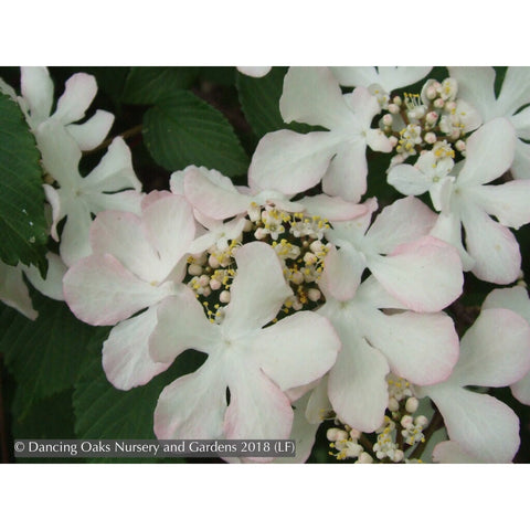  ~ Viburnum plicatum f. tomentosum 'Pink Beauty', Pink Beauty Japanese Snowball ~ Dancing Oaks Nursery and Gardens ~ Retail Nursery ~ Mail Order Nursery