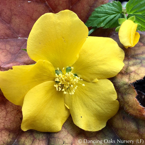  ~ Kerria japonica 'Golden Guinea', Gypsy Rose ~ Dancing Oaks Nursery and Gardens ~ Retail Nursery ~ Mail Order Nursery