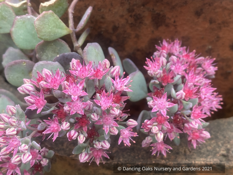 Sedum cauticola 'Lidakense', Cliff Stonecrop – Dancing Oaks Nursery and ...