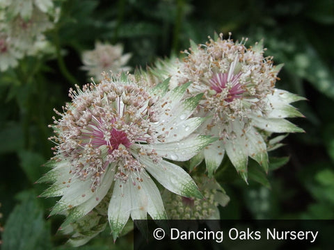  ~ Astrantia major 'Alba', Masterwort ~ Dancing Oaks Nursery and Gardens ~ Retail Nursery ~ Mail Order Nursery