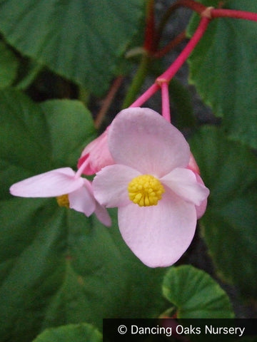  ~ Begonia grandis 'Heron's Pirouette', Hardy Begonia ~ Dancing Oaks Nursery and Gardens ~ Retail Nursery ~ Mail Order Nursery