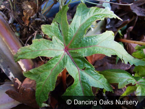  ~ Begonia sp. aff. pedatifida DJHC98473, Hardy Begonia ~ Dancing Oaks Nursery and Gardens ~ Retail Nursery ~ Mail Order Nursery