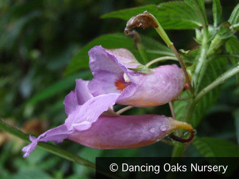  ~ Impatiens arguta 'Blue Dream', Hardy Impatiens ~ Dancing Oaks Nursery and Gardens ~ Retail Nursery ~ Mail Order Nursery