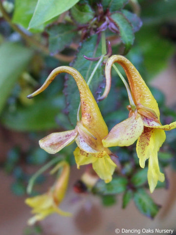  ~ Impatiens stenantha, Hardy Impatiens ~ Dancing Oaks Nursery and Gardens ~ Retail Nursery ~ Mail Order Nursery