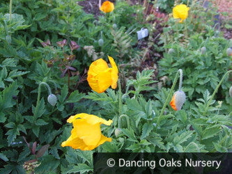 meconopsis cambrica welsh poppy cambricum