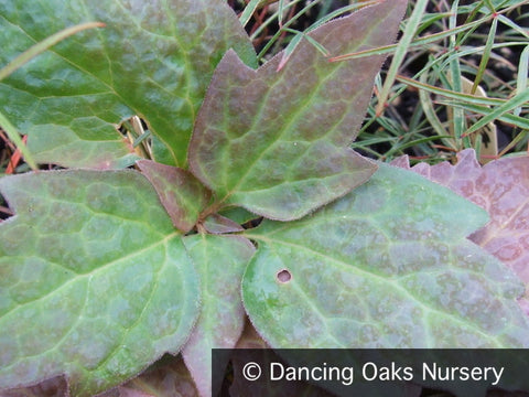  ~ Pachysandra procumbens, Allegheny Spurge ~ Dancing Oaks Nursery and Gardens ~ Retail Nursery ~ Mail Order Nursery