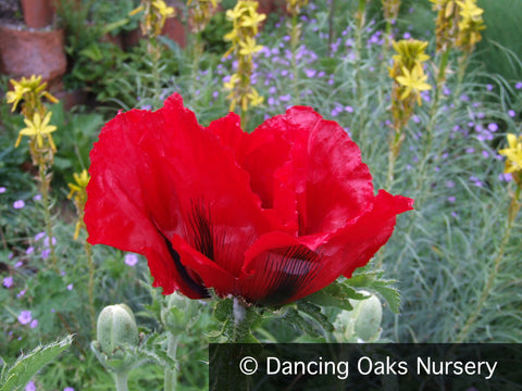  ~ Papaver orientale 'Beauty of Livermere', Oriental Poppy ~ Dancing Oaks Nursery and Gardens ~ Retail Nursery ~ Mail Order Nursery