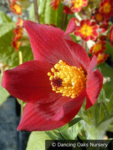  ~ Pulsatilla vulgaris 'Rubra', Pasque Flower ~ Dancing Oaks Nursery and Gardens ~ Retail Nursery ~ Mail Order Nursery