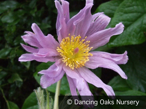  ~ Pulsatilla vulgaris ssp. grandis 'Papageno', Pasque Flower ~ Dancing Oaks Nursery and Gardens ~ Retail Nursery ~ Mail Order Nursery