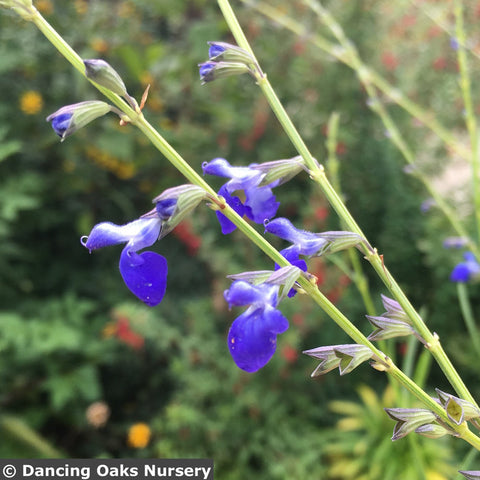  ~ Salvia reptans 'Blue Willow', West Texas Sage ~ Dancing Oaks Nursery and Gardens ~ Retail Nursery ~ Mail Order Nursery