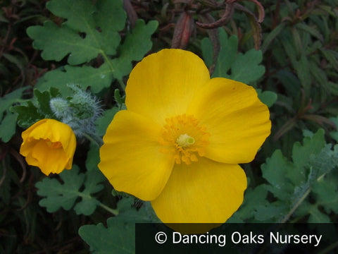  ~ Stylophorum diphyllum, Celandine Poppy ~ Dancing Oaks Nursery and Gardens ~ Retail Nursery ~ Mail Order Nursery