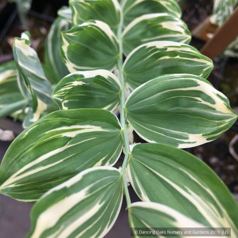  ~ Polygonatum x hybridum 'Striatum', Variegated Solomon's Seal ~ Dancing Oaks Nursery and Gardens ~ Retail Nursery ~ Mail Order Nursery