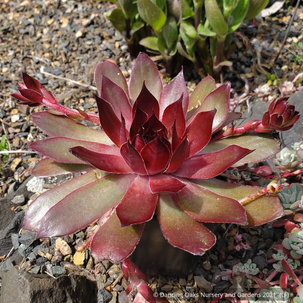 Sempervivum 'Chick Charms® GIANTS Copper Canyon™' (PPAF), Hen & Chicks ...