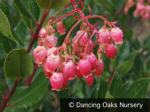  ~ Arbutus unedo 'Oktoberfest', Strawberry Tree ~ Dancing Oaks Nursery and Gardens ~ Retail Nursery ~ Mail Order Nursery