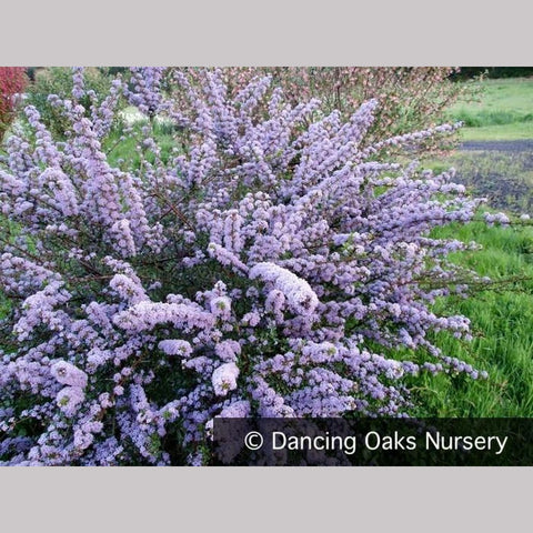  ~ Ceanothus 'Blue Jeans', California Lilac ~ Dancing Oaks Nursery and Gardens ~ Retail Nursery ~ Mail Order Nursery