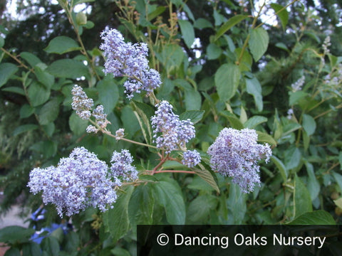  ~ Ceanothus 'Topaz', California Lilac ~ Dancing Oaks Nursery and Gardens ~ Retail Nursery ~ Mail Order Nursery