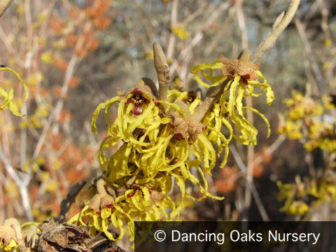  ~ Hamamelis x intermedia 'Arnold Promise', Witch Hazel ~ Dancing Oaks Nursery and Gardens ~ Retail Nursery ~ Mail Order Nursery