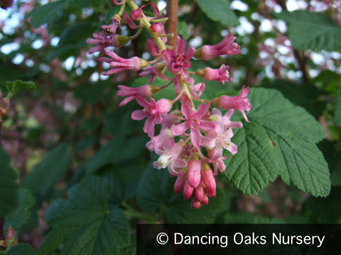  ~ Ribes sanguineum v. glutinosum 'Claremont', Flowering Currant, No shipping DE, MA, ME, MI, NC, NH, NJ, OH, RI, VA, WV ~ Dancing Oaks Nursery and Gardens ~ Retail Nursery ~ Mail Order Nursery