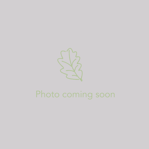  ~ Begonia emeiensis DJHC 98479, Mt. Emei Begonia ~ Dancing Oaks Nursery and Gardens ~ Retail Nursery ~ Mail Order Nursery