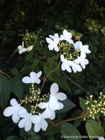  ~ Viburnum plicatum f. tomentosum 'Summer Snowflake' ~ Dancing Oaks Nursery and Gardens ~ Retail Nursery ~ Mail Order Nursery