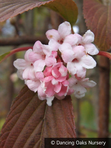  ~ Viburnum x bodnantense 'Dawn', Fragrant Dawn Viburnum ~ Dancing Oaks Nursery and Gardens ~ Retail Nursery ~ Mail Order Nursery