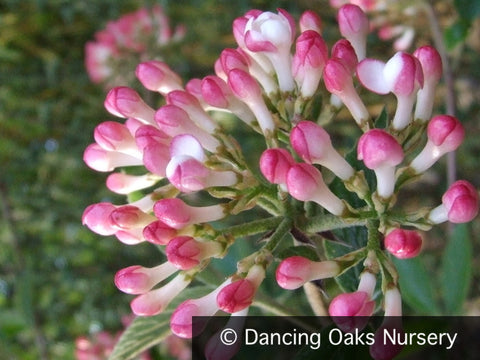  ~ Viburnum x burkwoodii 'Mohawk' ~ Dancing Oaks Nursery and Gardens ~ Retail Nursery ~ Mail Order Nursery