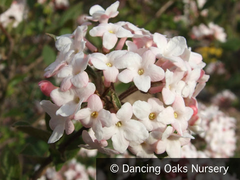  ~ Viburnum x juddii, Judd Viburnum ~ Dancing Oaks Nursery and Gardens ~ Retail Nursery ~ Mail Order Nursery