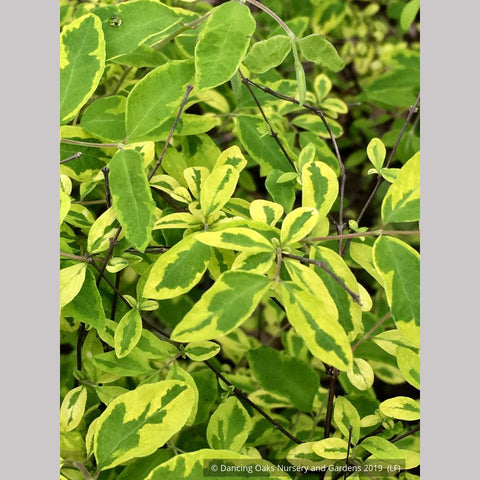  ~ Symphoricarpos orbiculatus 'Variegatus', Variegated Snowberry ~ Dancing Oaks Nursery and Gardens ~ Retail Nursery ~ Mail Order Nursery