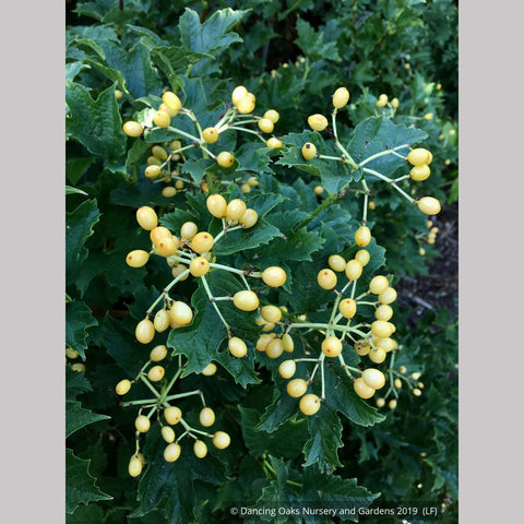  ~ Viburnum opulus 'Xanthocarpum', Yellow-fruited Cranberry Bush ~ Dancing Oaks Nursery and Gardens ~ Retail Nursery ~ Mail Order Nursery