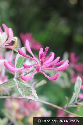  ~ Lonicera x italica 'Sherlite', Harlequin Variegated Honeysuckle ~ Dancing Oaks Nursery and Gardens ~ Retail Nursery ~ Mail Order Nursery