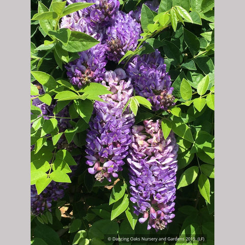  ~ Wisteria frutescens 'Longwood Purple', Longwood Purple American Wisteria ~ Dancing Oaks Nursery and Gardens ~ Retail Nursery ~ Mail Order Nursery