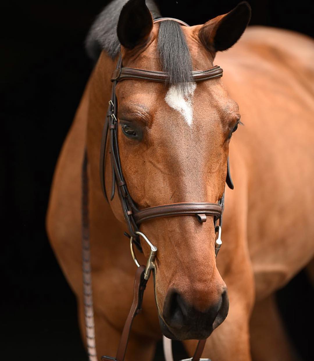 BUTET Sport Combined Bridle - Maddox Equestrian